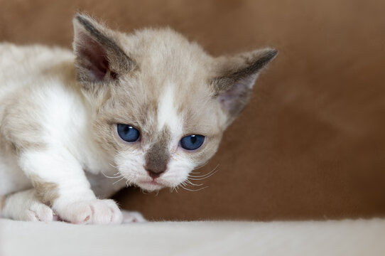 Portr&auml;t eines Devon Rex Kitten