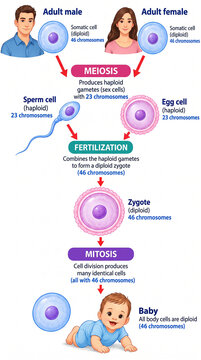Educational infographic of the human life cycle: meiosis, fertilization, and mitosis