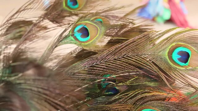 Macro shot reveals iridescent eyes on peacock tail feathers