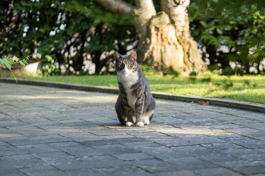Getigerter Kater zuhause auf der Terrasse