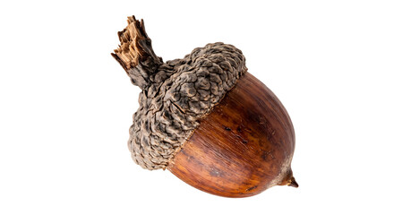 Natural oak acorn isolated on transparent background for autumn, forest and botanical design use © TOP PNG