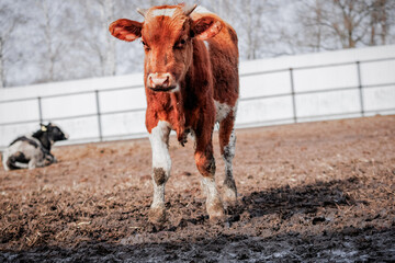 Young cow walking in a muddy field © Maryna