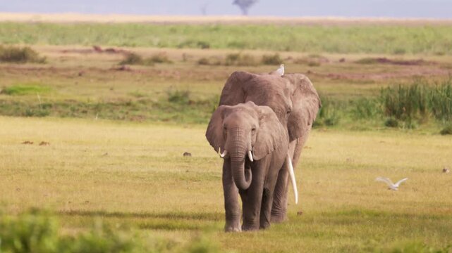 African elephants walking across the open plains of Amboseli National Park, Kenya, surrounded by the characteristic landscape of East African savanna.