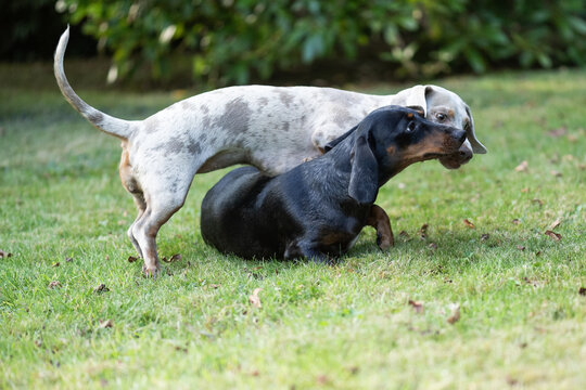 Zwei Dackel zusammen im Garten