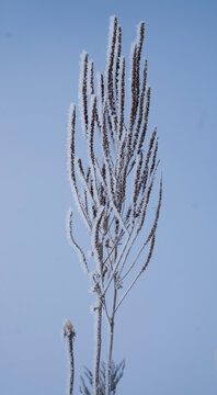 Vertical view of a frozen ornamental grass stalk covered in hoarfrost against a blue sky