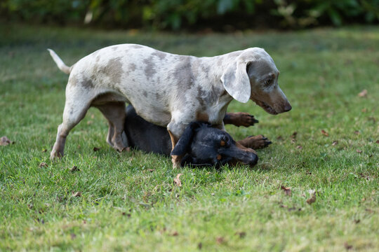 Zwei verspielte Dachshunde im Garten