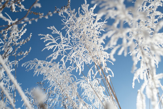Frosty miscanthus grass branches heavily covered in snow against a blue sky