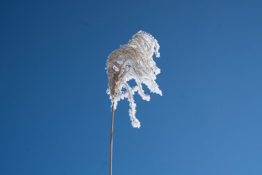 Minimalist view of a single frozen miscanthus grass plume against a clear blue sky