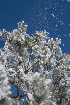 Snow covered pine tree branches with sparkles under a blue winter sky