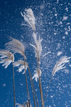 Fluffy miscanthus grass under a bright blue winter sky with falling snow