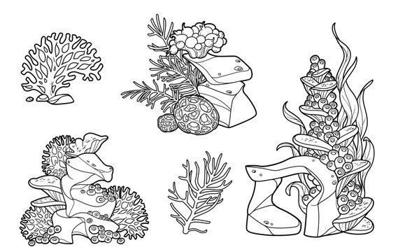 Sea creatures and objects set anemones, corals and big and small sponges growing on stones object outlined for coloring pages
