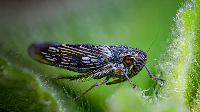 Leafhopper Insect Macro on Hairy Green Leaf