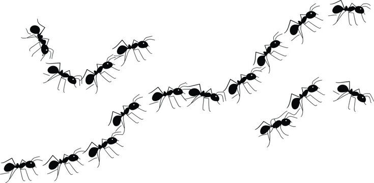 A winding trail of black silhouette ants marching in a line, isolated on a white background, of insect behavior