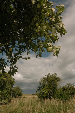 Apple tree branch full of green fruit overlooking a scenic rural field and cloudy sky
