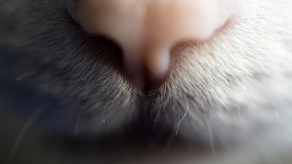 Cat Nose Macro with Soft Fur and Whiskers © Mura.saw