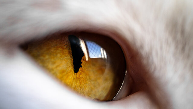 Macro of Cat Eye with Amber Iris and Vertical Pupil