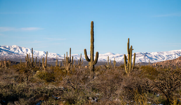 Arizona Sonoran Desert Landscape With Snow Covered Mountains In The Background