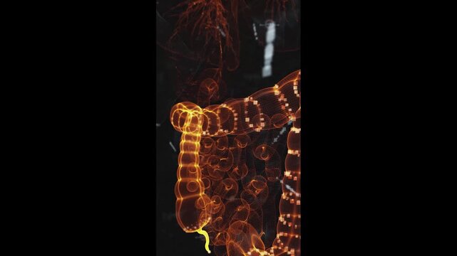 Human Intestines Anatomy Animation with Glowing Highlight, Small and Large Intestine Visualization, Digestive System Medical Science Concept, Vertical Full HD