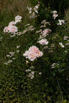 Moody low key photography of pink wild roses blooming on a lush green bush