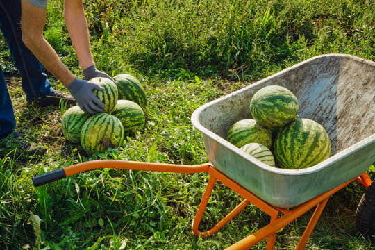 Farmer hands in gloves picking ripe watermelons from field and placing them into wheelbarrow