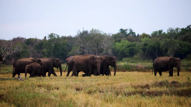 Herd of elephants migrating across an open plain bordered by dense green trees under an overcast sky.