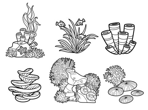 Sandstone on which corals and sponges grow with algae and starfishes and sea elements outlined for coloring page