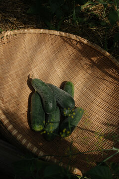 Top view of fresh harvested cucumbers in a woven wicker basket on the ground