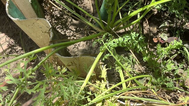 Green foliage and various green plants grow abundantly in dark brown soil near a light colored concrete edge, creating a dense natural foreground scene