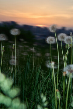 Dandelion Seed Heads Standing In Grassy Foreground During Sunset With Blurred Hillside And City Skyline Behind.