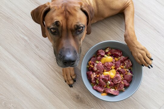 The Dog Beside A Bowl Of Raw Meat On A Wooden Floor