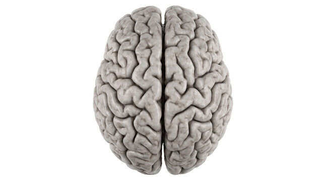 Human Brain Superior View Showing Cerebral Hemispheres and Anatomy