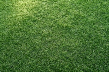 Obraz premium The Grass Field of Fresh Green Turf under Soft Light