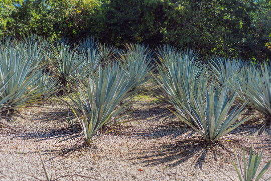 Cultivated agave plants grow in a dry Mexican field used for tequila and mezcal production, agriculture and traditional craft spirits concept