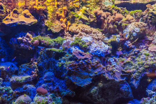 Underwater aquarium scene with coral reef, tropical fish and blue marine world, ocean life, aquatic nature and conservation education concept