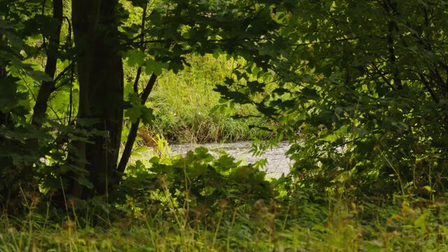 A river, partially hidden and surrounded by lush green riverside vegetation, flows from right to left. A large maple tree frames the scene, while subtle movement in the leaves and grass adds natural m