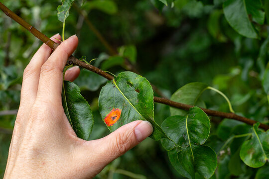 Orange spots of pear rust