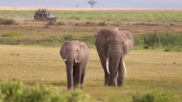 African elephants walking across the open plains of Amboseli National Park, Kenya, surrounded by the characteristic landscape of East African savanna.