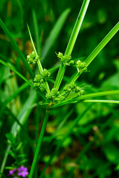 Frischgr&uuml;nes Zypergras // Tall flatsedge, nutgrass (Cyperus eragrostis) - Mindelo, Portugal