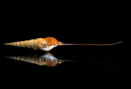 a specimen shell of Tibia fusus, commonly known as the spindle tibia or shinbone tibia sea snail