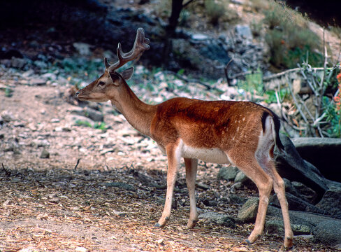 deer in the forest, Daino (Dama dama). fallow deer. Monte Limbara, Berchidda, Sardinia, italy