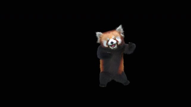 Cute 3D animated red panda dancing rumba with alpha channel. Cartoon animal character isolated for compositing, motion graphics, video editing, and digital content creation.