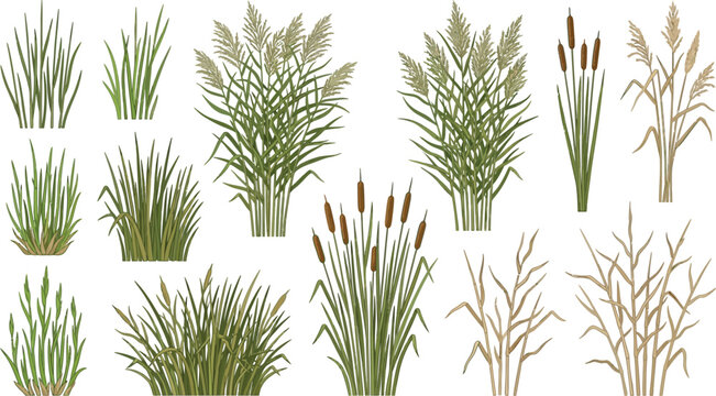 Various wetland reeds and grasses in a flat vector illustration style