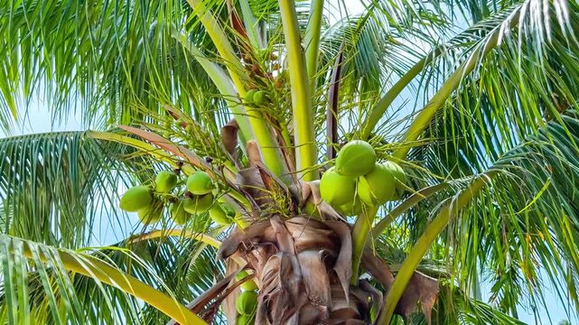 Coconut palm tree branches with green fronds against clear blue sky