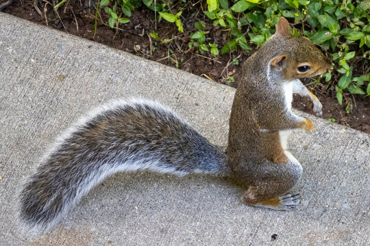 squirrel in the park