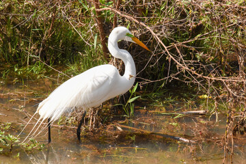 Fototapeta premium great white heron