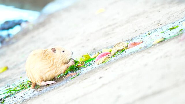 Cute wild nutria (coypu) eating fruits and vegetables on the city lake dam
