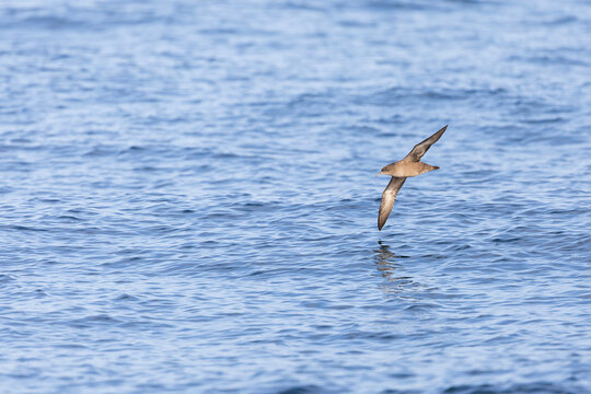 A sooty shearwater (Ardenna grisea) in flight.