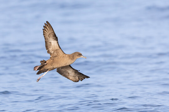 A sooty shearwater (Ardenna grisea) in flight.
