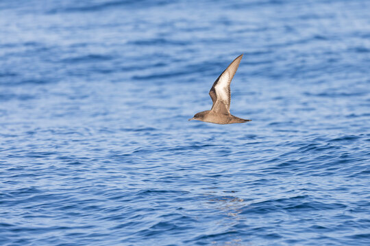 A sooty shearwater (Ardenna grisea) in flight.