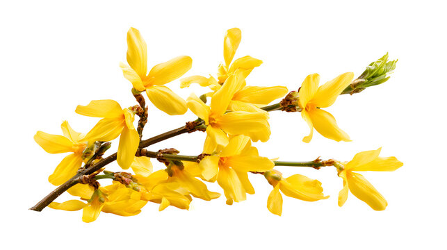 A professional studio shot of a golden forsythia bush blooming bright yellow spring flowers branch, clean PNG isolated on a solid white background